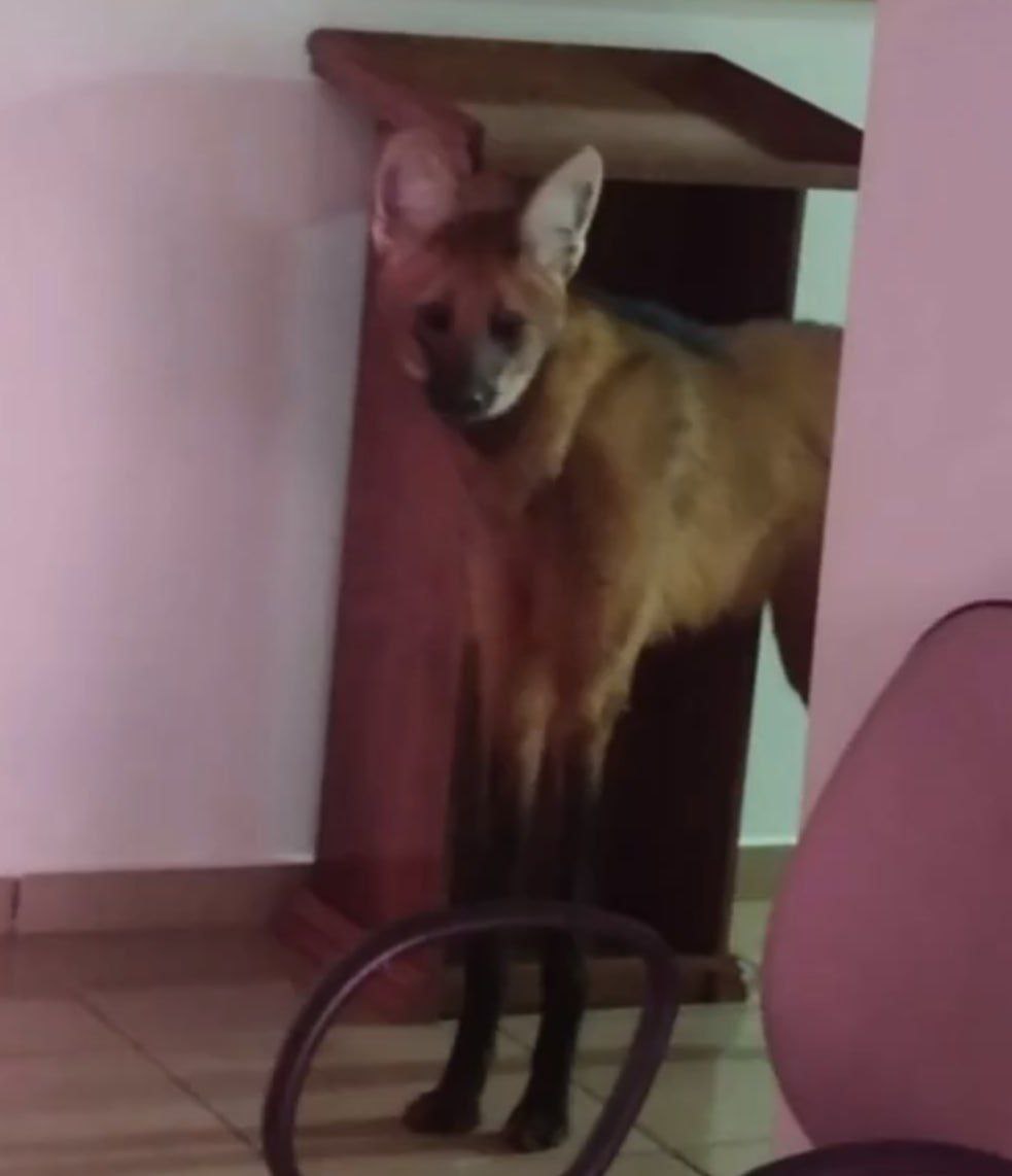Picture of a maned wolf